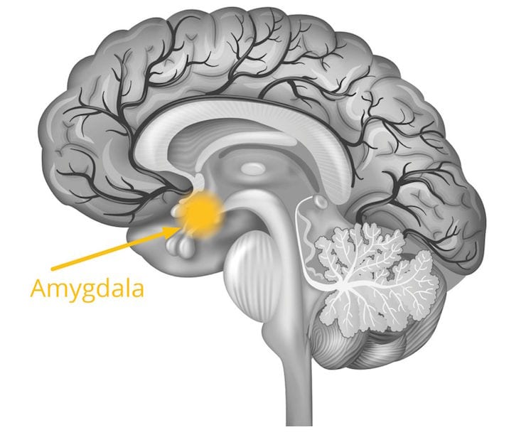 Amygdala