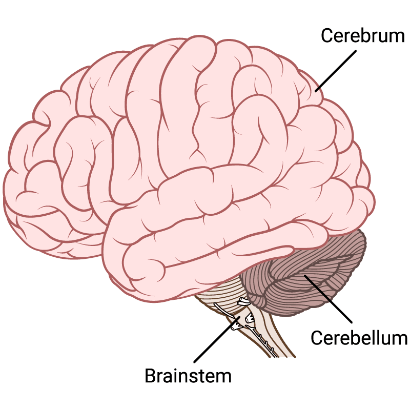 Brainstem cerebellum cerebrum brain image