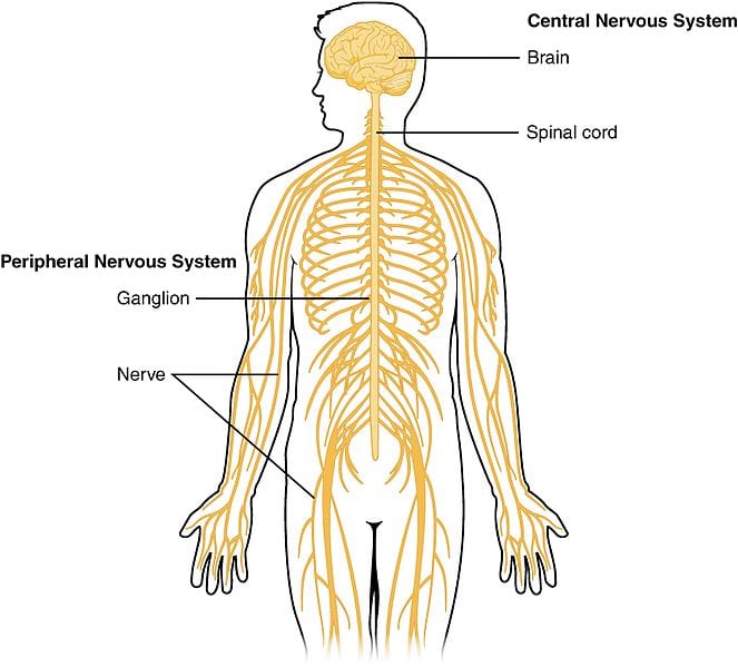 Central peripheral nervous systems