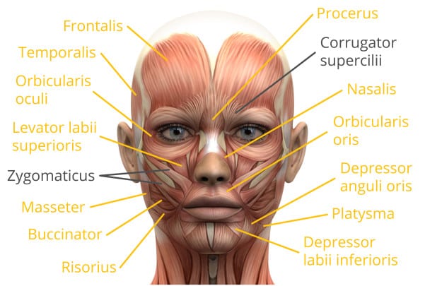 Face muscles