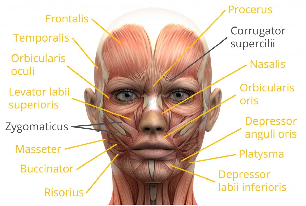 face muscles