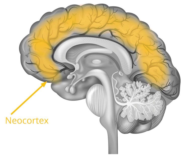 Neocortex