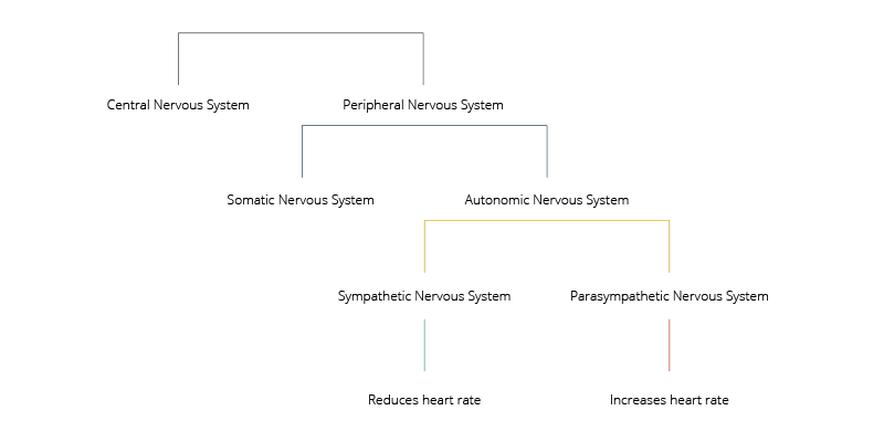 Nervous system organisation