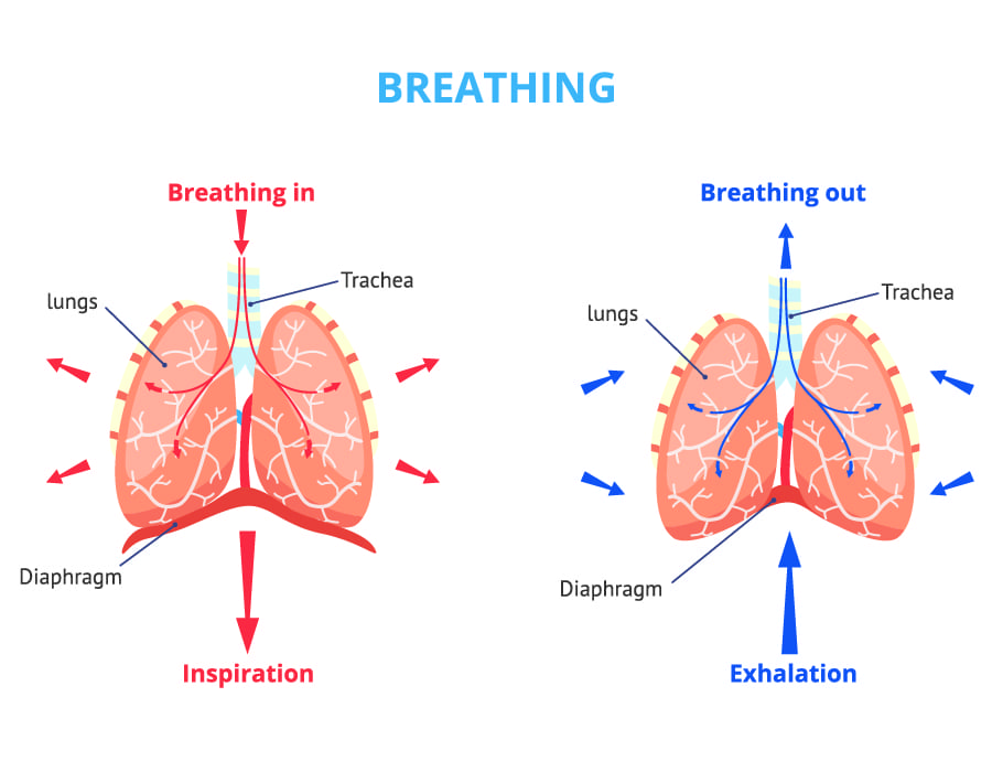 using-respiration-in-your-research-imotions