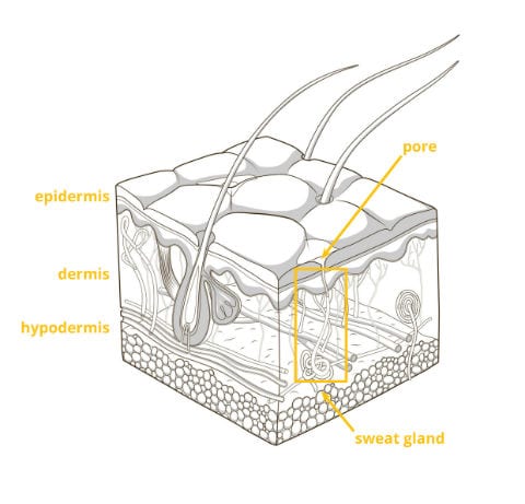 Skin schematic