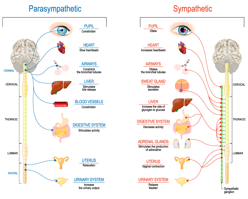 Sympathetic And Parasympathetic Nervous Systems - Differences