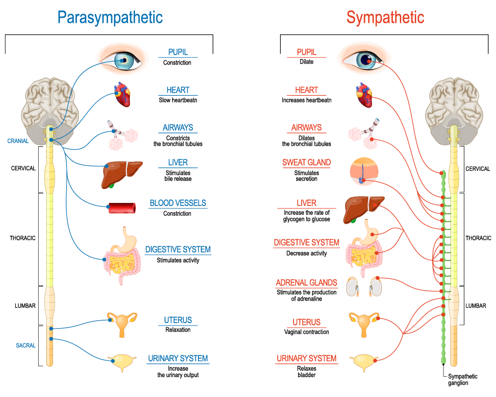 assignment on parasympathetic nervous system