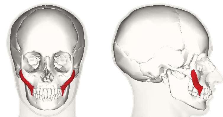 zygomatic muscle