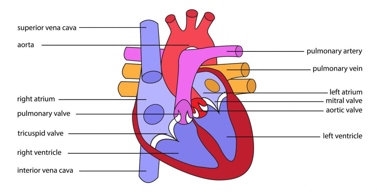 anatomy of the heart