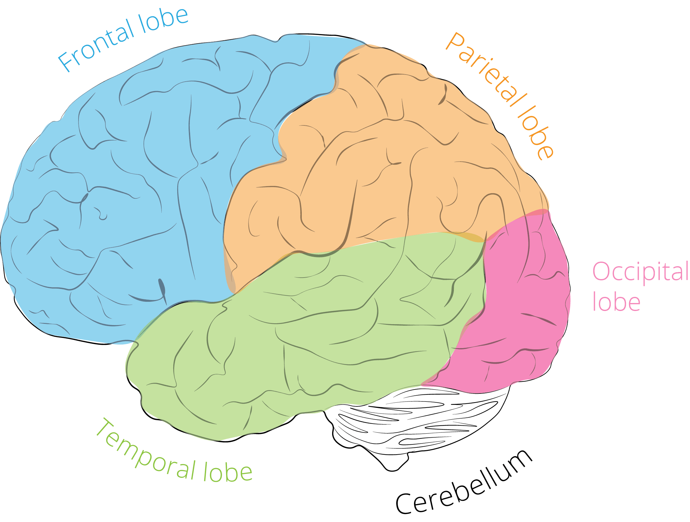 Electroencephalogram (EEG)