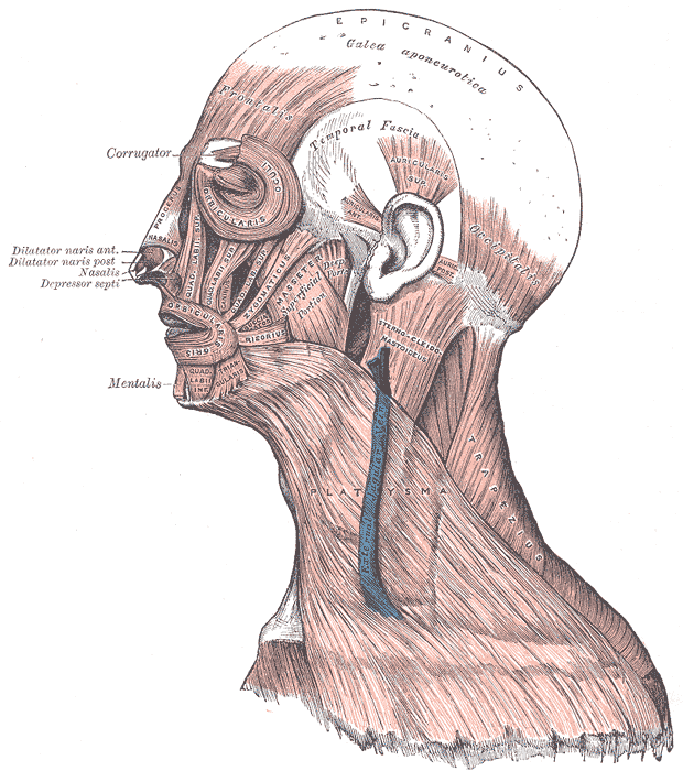 facial muscles