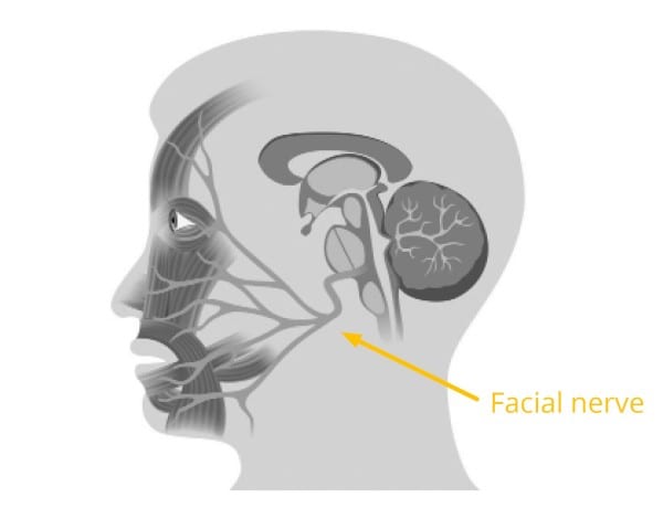 facial nerve