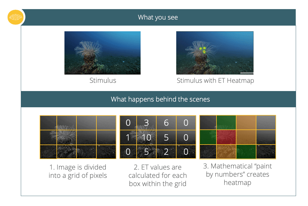 how-to-analyze-and-interpret-heat-maps-imotions