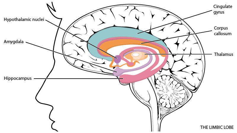  limbic lobe