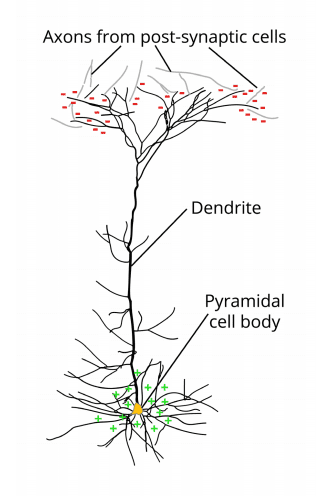 postsynaptic potential graphics