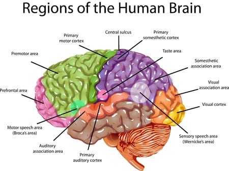 the brain regions