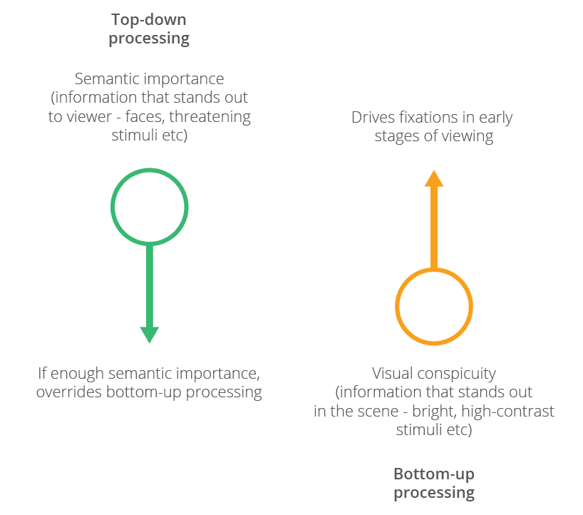  top-down bottom-up visual processing 