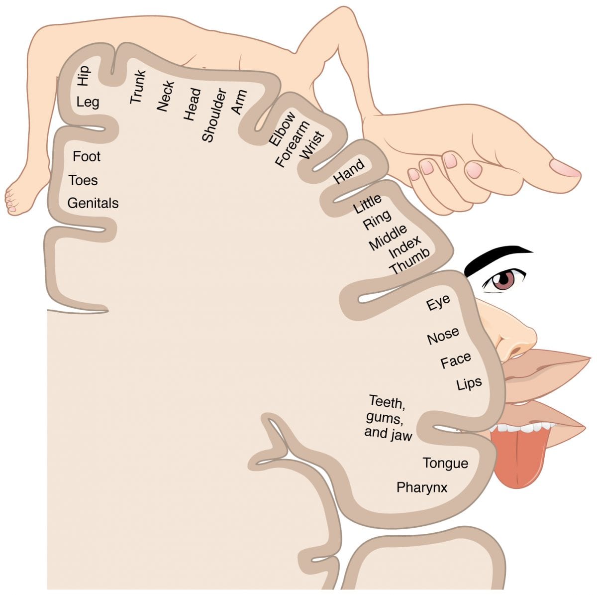 sensory homunculus