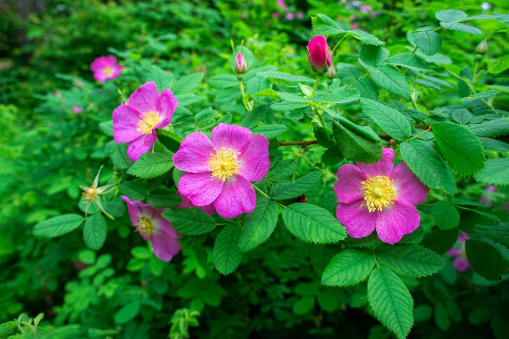 How does the brain react to fragrances?