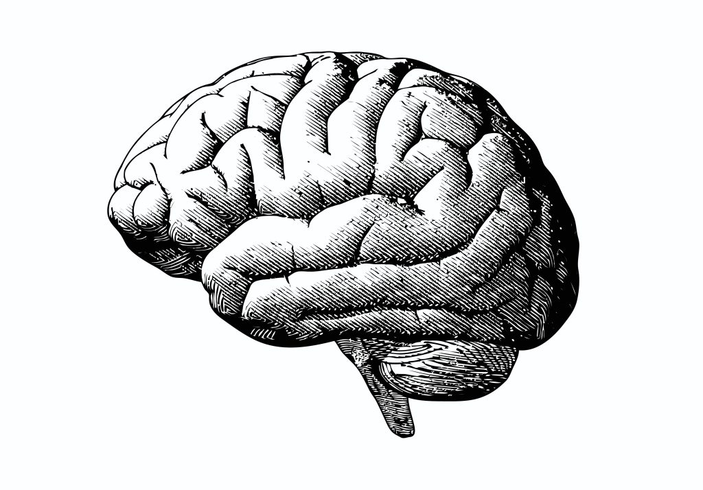 Detailed medical black and white illustration of the human brain