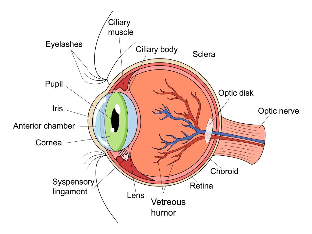 What is Gaze Estimation and how does it work?