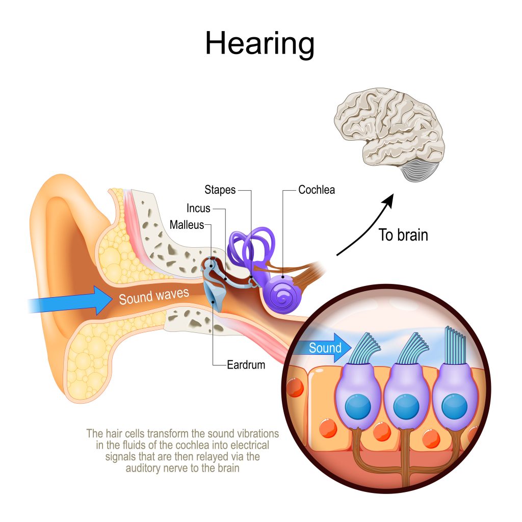 Science of hearing sound