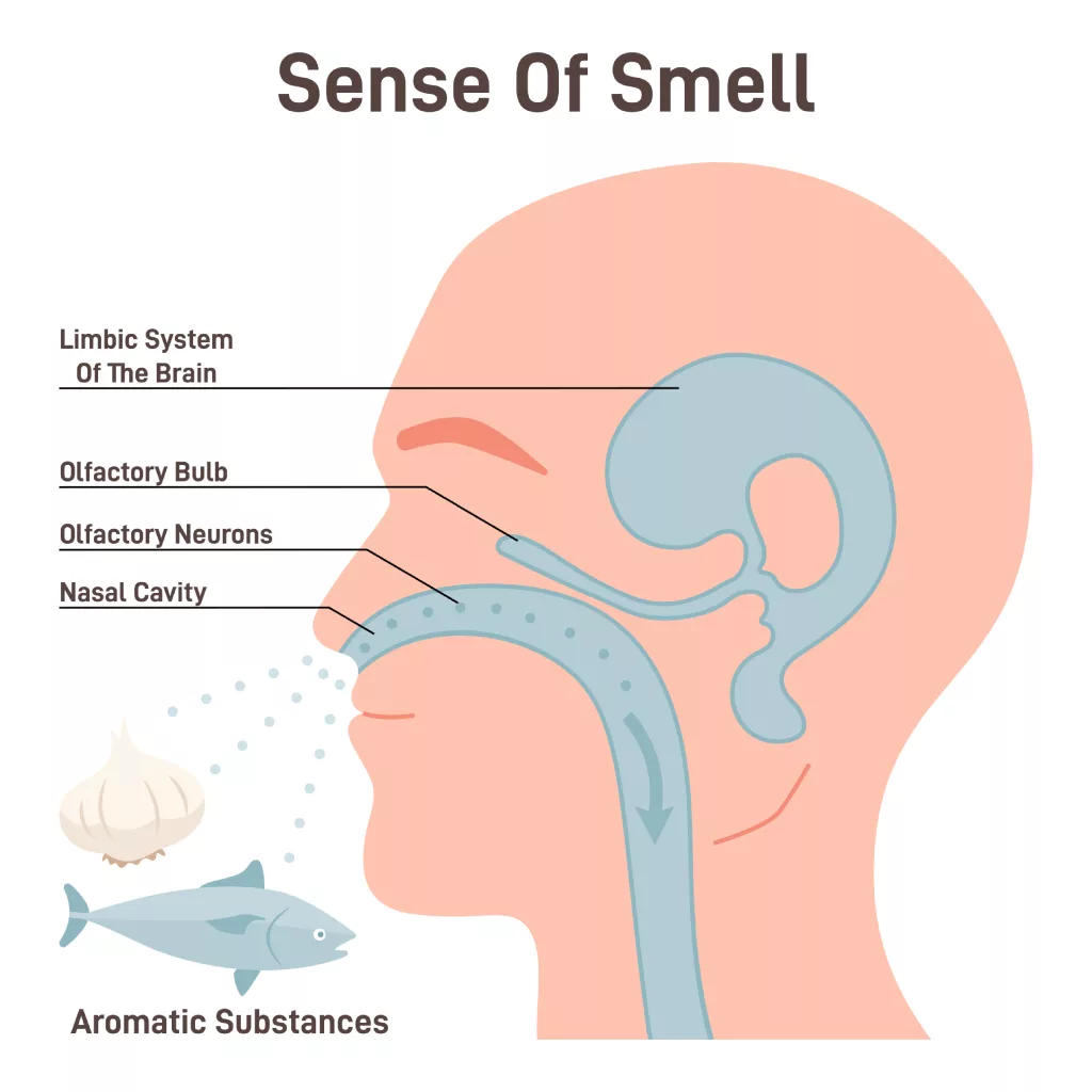 Respiration - Olfactory System