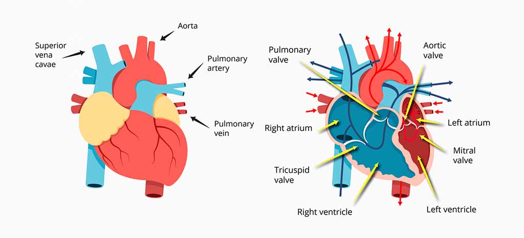 ECG