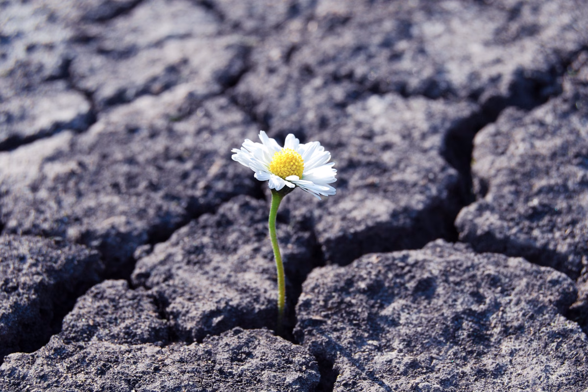 Resilience