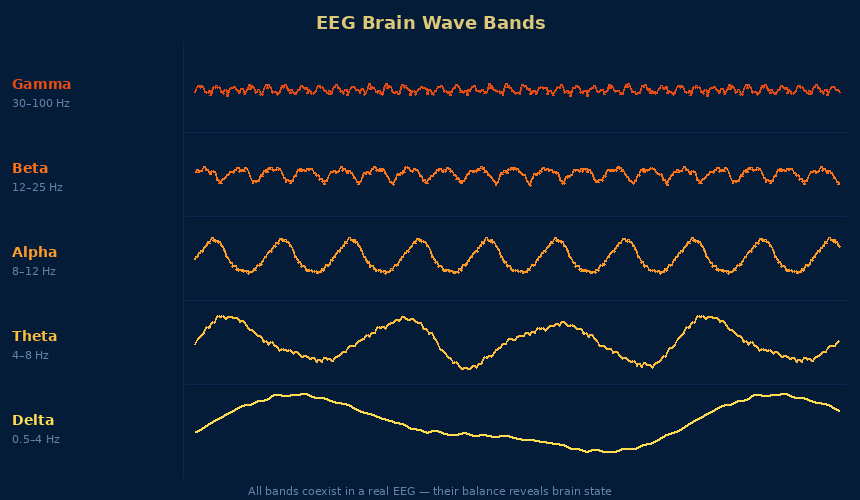 Visualization of EEG Signals